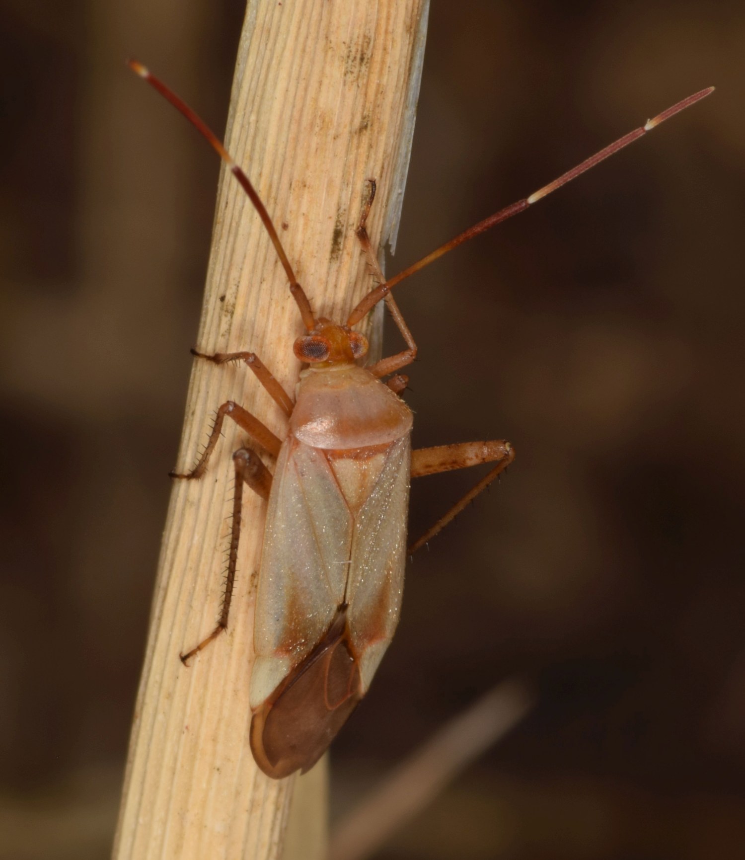 Miridae: Adelphocoris insignis Horvth, 1898